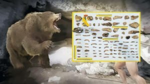 fósiles de osos cavernarios