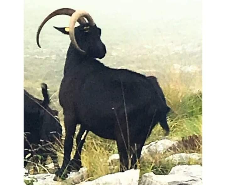 La Cabra del Asón